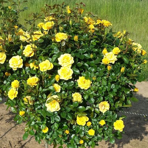 Zlatožltá - Stromková ruža s drobnými kvetmistromková ruža s kompaktným tvarom koruny